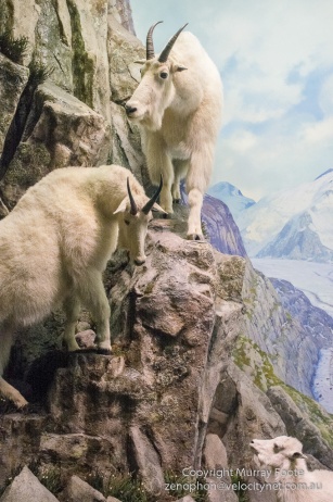 New York, Mountain goats