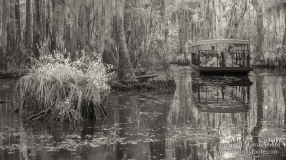 Bayou, Black and White, Infrared, Landscape, Monochrome, Nature, New Orleans, Photography, Travel, USA, Wilderness