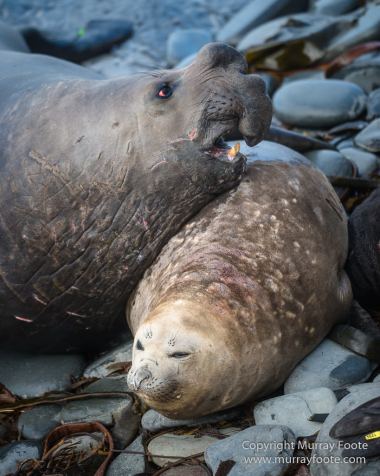 Elephant seals, Falkland Islands, Landscape, Nature, Photography, Sea Lion Island, seascape, Travel, Wilderness, Wildlife