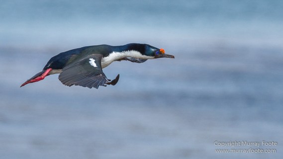 Dolphin Gull, Falkland Islands, Giant Petrel, Imperial Cormorant, King Cormorant, Landscape, Nature, Pebble Island, Photography, seascape, Travel, Wilderness, Wildlife