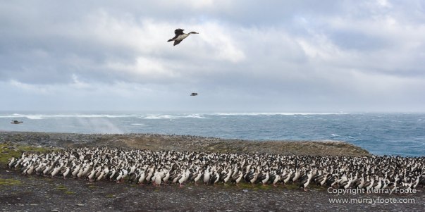 Cara cara, Falkland Islands, Gentoo Penguins, King Cormorant, Landscape, Nature, Photography, Sea Lion Island, seascape, Travel, Wilderness, Wildlife