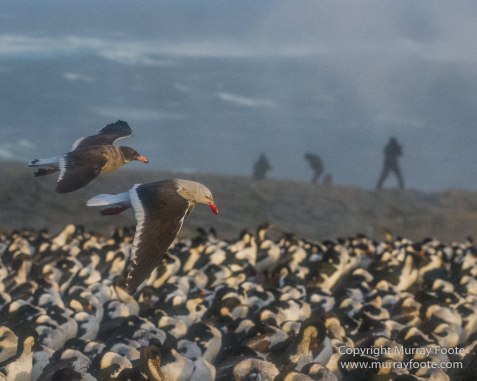 Cara cara, Falkland Islands, Gentoo Penguins, King Cormorant, Landscape, Nature, Photography, Sea Lion Island, seascape, Travel, Wilderness, Wildlife