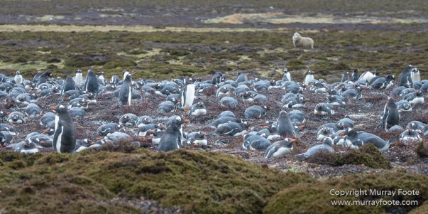Cara cara, Falkland Islands, Gentoo Penguins, Landscape, Macaroni Penguins, Nature, Pebble Island, Photography, Rockhopper Penguins, seascape, Travel, Turkey vultures, Upland Goose, Wilderness, Wildlife