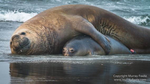 Elephant seals, Falkland Islands, Kelp Geese, Landscape, Nature, Patagonian Crested Duck, Penguins, Photography, Sea Lion Island, seascape, Speckled Teal, Steamer duck, Travel, Wilderness, Wildlife