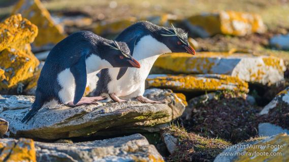 Falkland Islands, Landscape, Nature, Penguins, Photography, Rockhopper Penguins, seascape, Travel, Wilderness, Wildlife