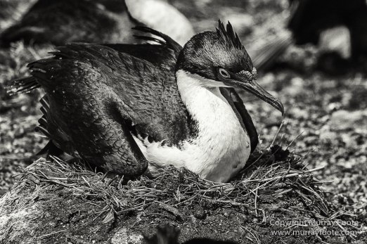 Cara cara, Falkland Islands, King Cormorant, Landscape, Nature, Patagonian Crested Duck, Pebble Island, Photography, Rockhopper Penguins, seascape, Travel, Turkey vultures, Upland Goose, Wilderness, Wildlife