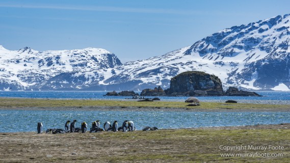 Fur seal, King Penguins, Landscape, Nature, Photography, seascape, South Georgia, Travel, Wilderness, Wildlife