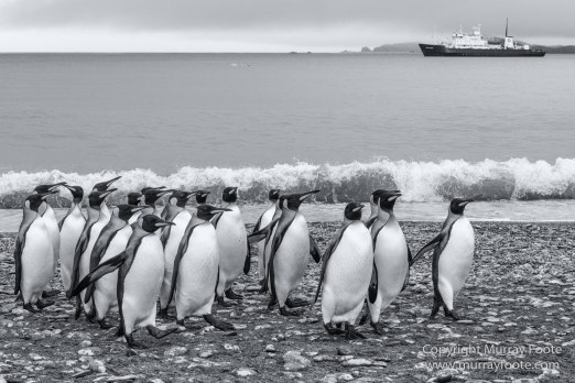 Black and White, Elephant seals, Fur seal, Infrared, King Penguins, Landscape, Monochrome, Nature, Photography, seascape, Shipwreck, South Georgia, Travel, Wilderness, Wildlife