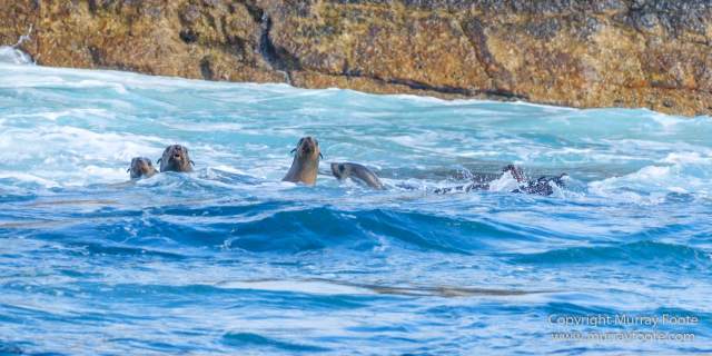 Australia, Fur seal, Ile des Phoques, Ketch, Maria Island, Nature, Photography, Sailing, Schouten Island, seascape, Tasmania, Travel, Wilderness, Wineglass Bay Sail Walk, Yachts