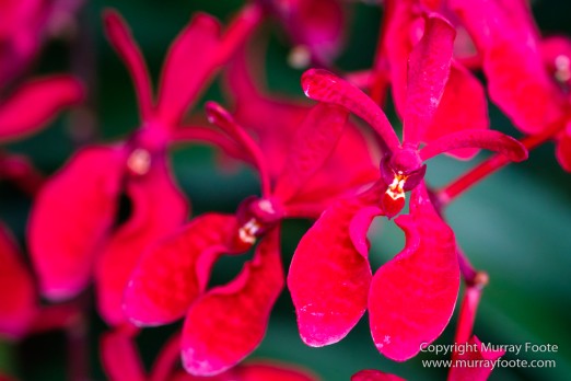 Flowers, Landscape, Macro, National Orchid Garden, Nature, Orchids, Photography, Singapore, Singapore Botanic Gardens, Travel