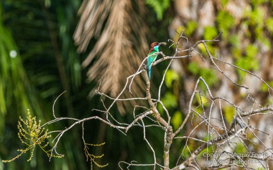 Birds, Egrets, Hornbill, Infrared, Kinabatangan River, Kingfisher, Landscape, Nature, Photography, Proboscis Monkey, Sabah, Travel, Wilderness, Wildlife