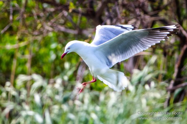 Australia, Crested Terns, Landscape, Lighthouses, Macro, Montague Island, Nature, Photography, seascape, Silver gull, Travel, Wilderness, Wildlife
