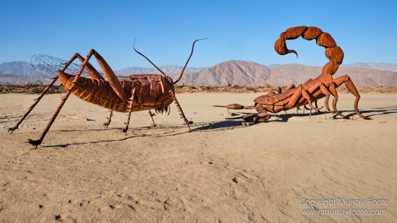 Desert, Galleta Meadows, Landscape, Megafauna, Nature, Photography, Salton Sea, Sculpture, Travel, Wilderness, Wildlife