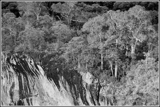 Atherton Tablelands, Black and White, Cathedral Fig Tree, Curtain Fig Tree, Herberton, Infrared, Landscape, Monochrome, Nature, Photography, Striped Possum, Sugar glider, Travel, Waterfall, Wildlife